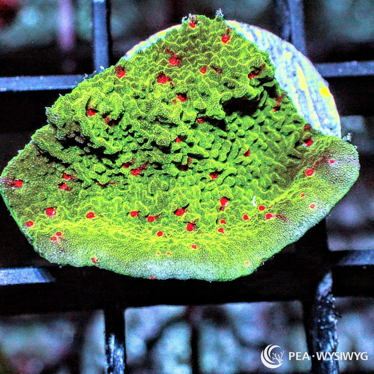 Red Polyp Grinch Plating Montipora Montipora sp. WYSIWYG coral frag with bright green plating growth and vivid red polyps