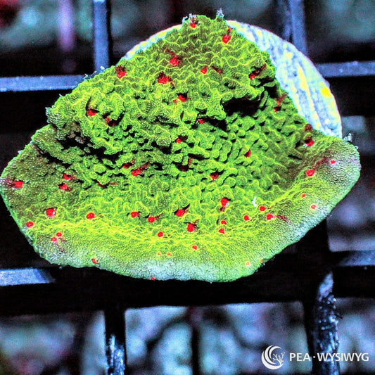 Red Polyp Grinch Plating Montipora Montipora sp. WYSIWYG coral frag with bright green plating growth and vivid red polyps