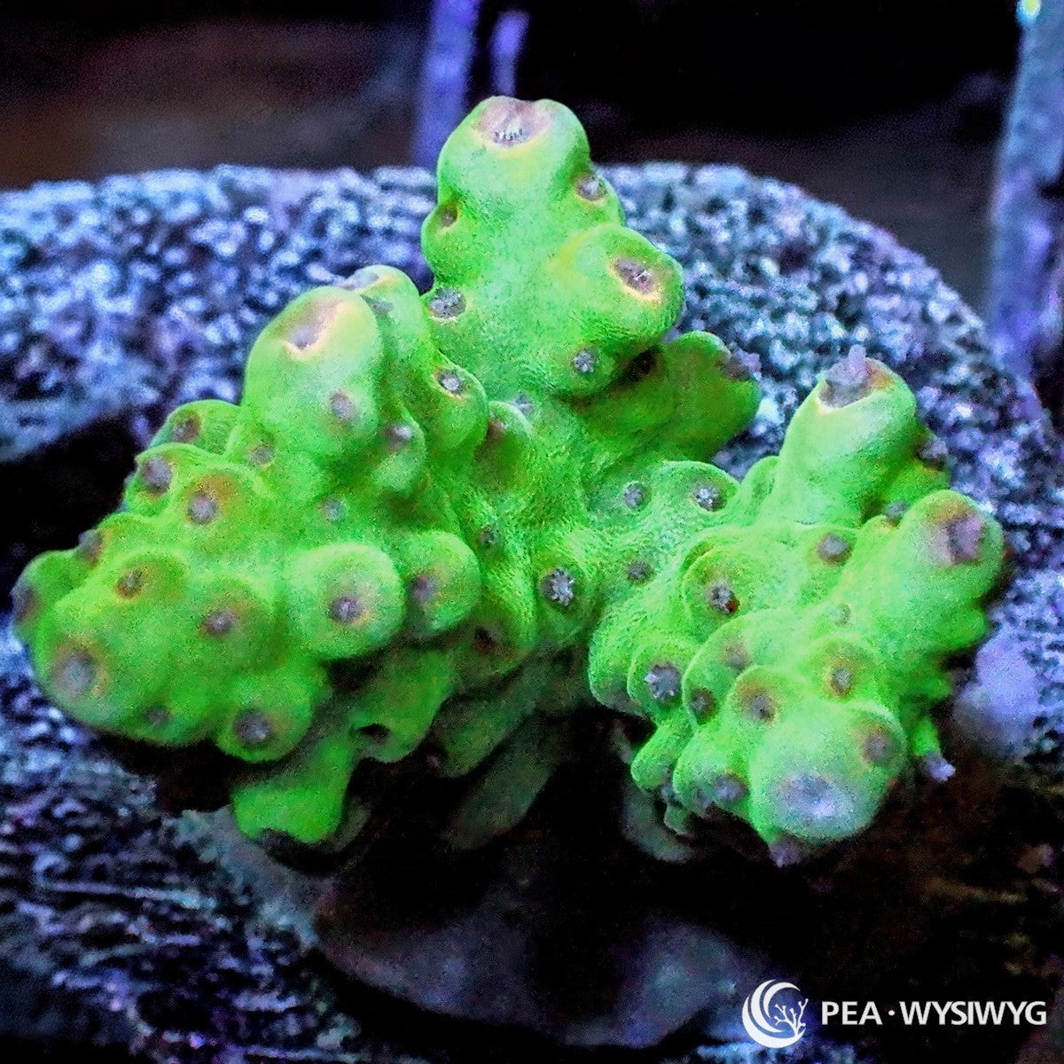 Red Polyp Lime Acropora Acropora sp. WYSIWYG coral frag with bright lime green branching growth, reddish polyp contrast, and compact stony coral structure