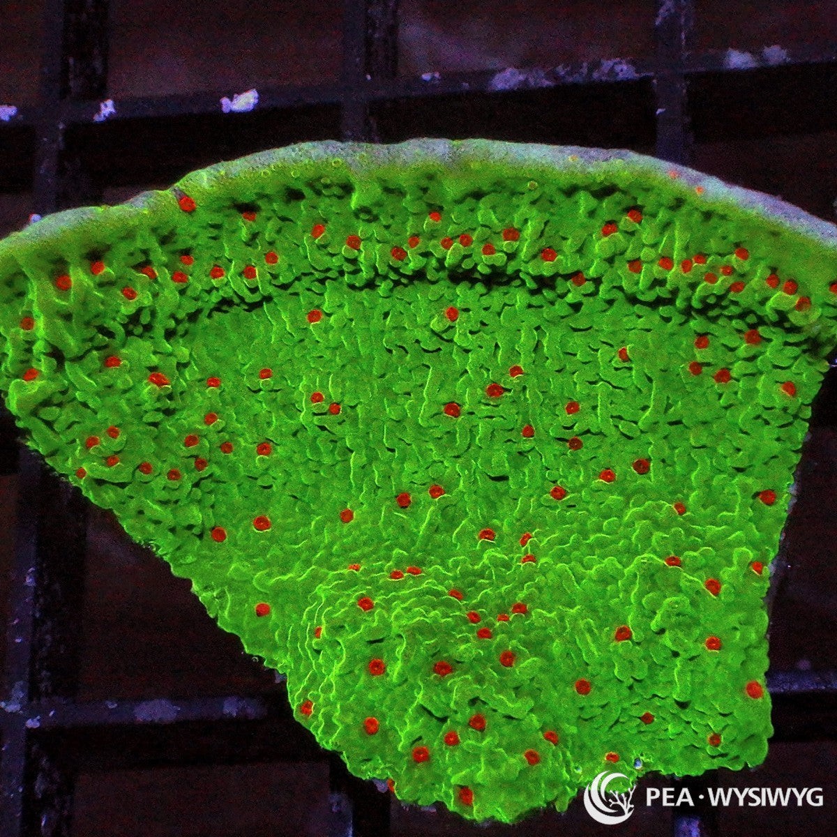 Red Polyp Plating Grinch Montipora Montipora sp. WYSIWYG coral frag with bright green plating tissue, red polyps, and encrusting plating growth