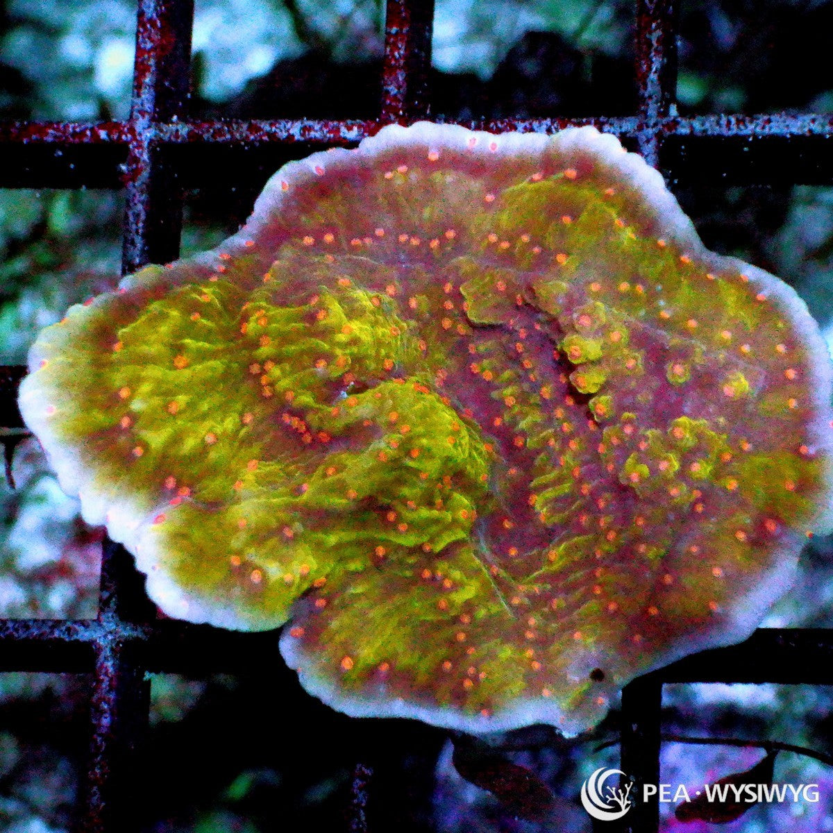 Red Polyp Seasons Greetings Montipora Montipora sp. WYSIWYG coral frag with green yellow tissue, red orange polyps, pale growing edge, and plating growth