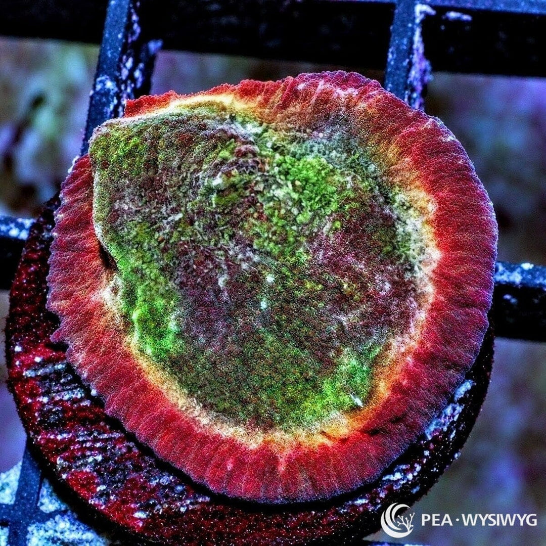 Red Rim Chalice Echinophyllia sp. WYSIWYG coral frag with green center, bold red rim, pale transition band, and textured encrusting plating growth