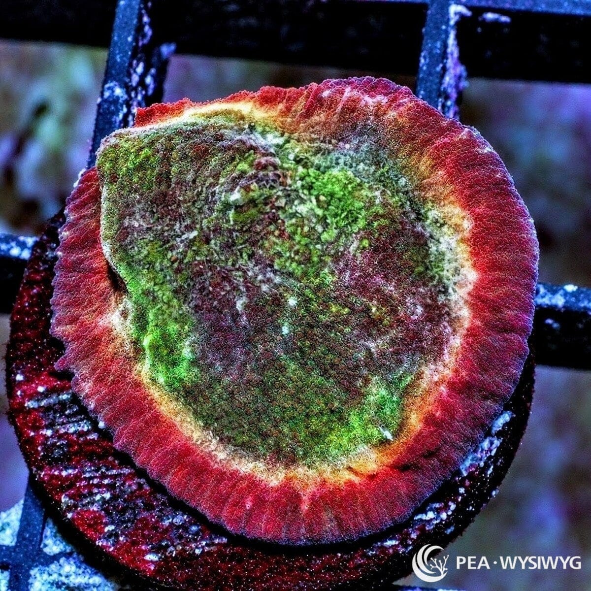 Red Rim Chalice Echinophyllia sp. WYSIWYG coral frag with green center, bold red rim, pale transition band, and textured encrusting plating growth