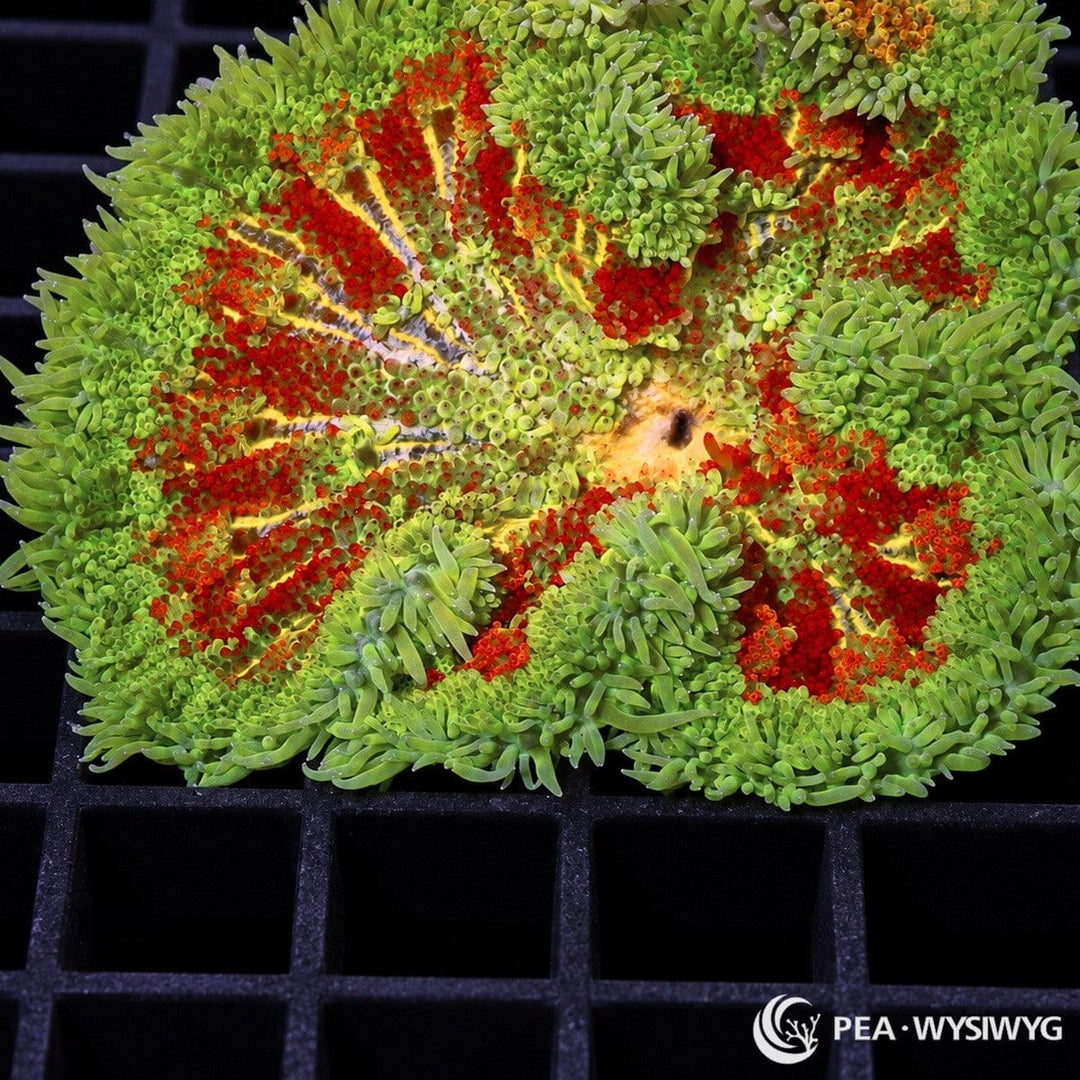 Red Splashed Maxi Mini Carpet Anemone (Stichodactyla tapetum) featuring bright lime-green tentacles, vivid crimson-red patches, golden-yellow radial markings, and a pale yellow central mouth. WYSIWYG specimen photographed at Pacific East Aquaculture.