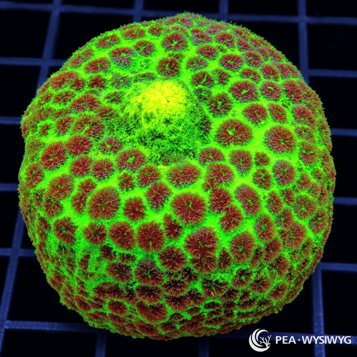 Red Spotted Neon Carpet Mushroom Rhodactis sp. WYSIWYG coral with fluorescent neon-green tissue and dense contrasting red flower-like vesicle clusters