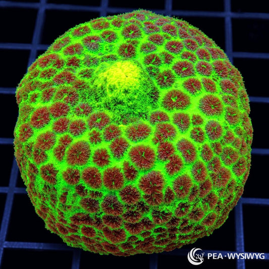 Red Spotted Neon Carpet Mushroom Rhodactis sp. WYSIWYG coral with fluorescent neon-green tissue and dense contrasting red flower-like vesicle clusters