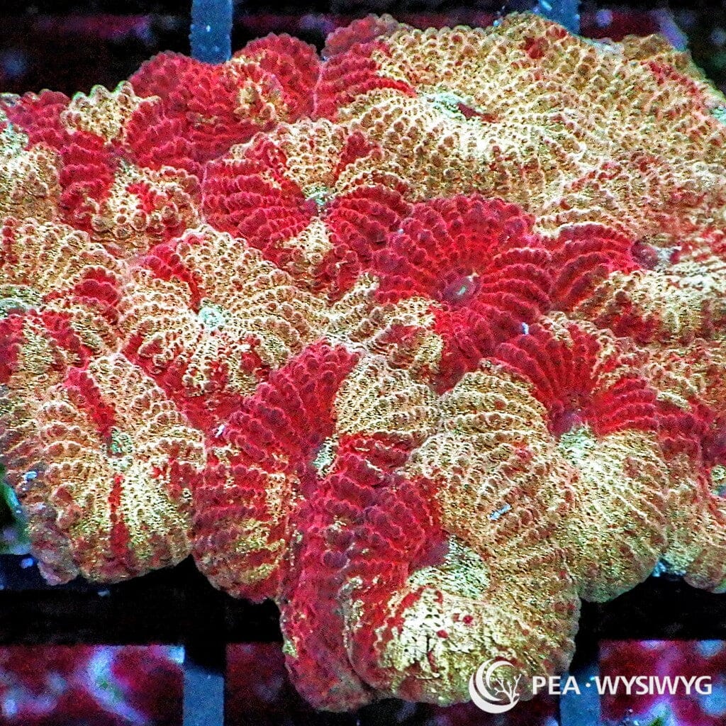 Red Streaked Blonde Favia WYSIWYG aquacultured coral from Pacific East Aquaculture