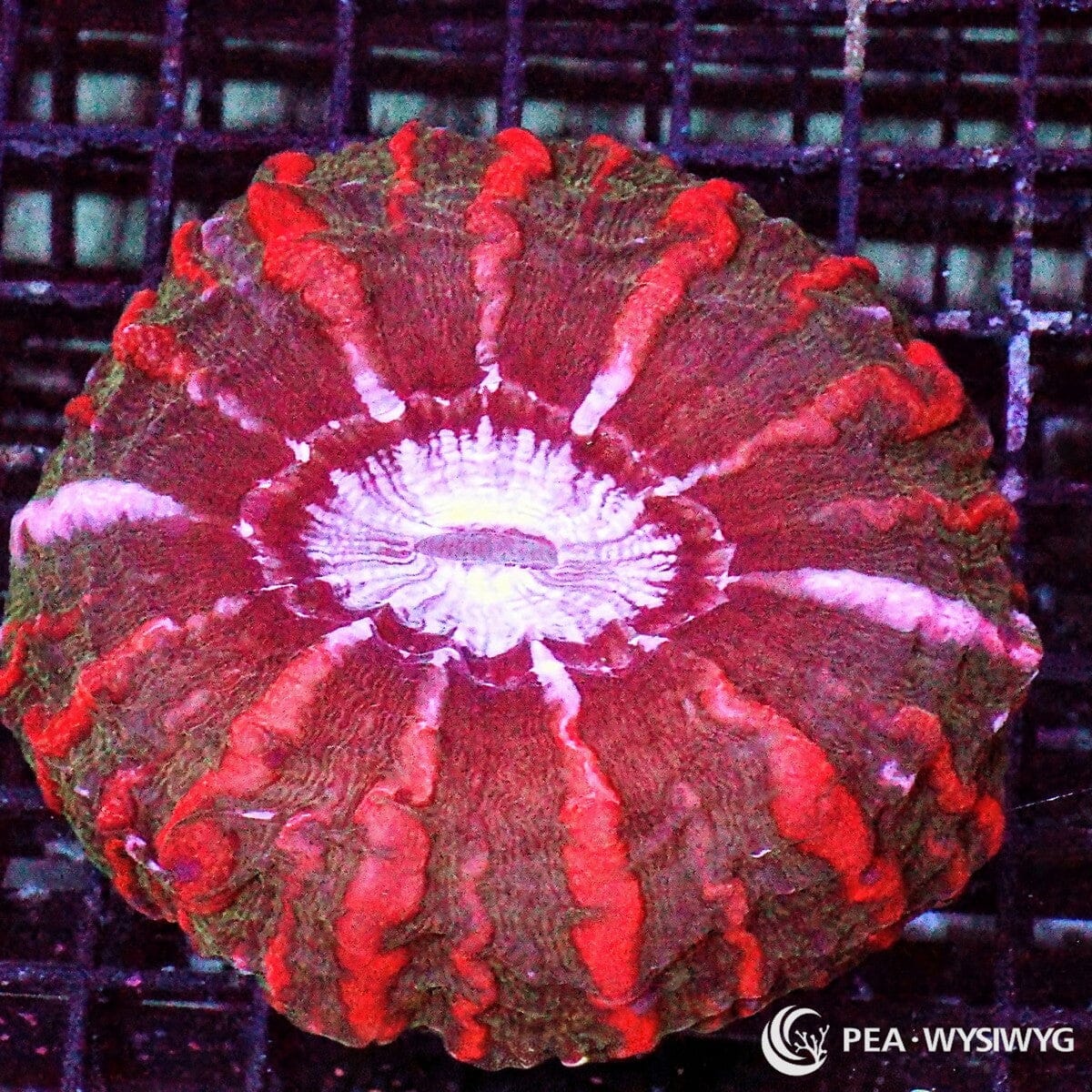 Red Striped Indophyllia Indophyllia macassarensis WYSIWYG coral colony with red burgundy tissue, bright red striping, and pale white pink center