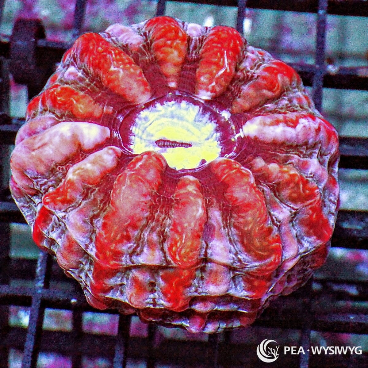 Red Striped Indophyllia Indophyllia macassarensis WYSIWYG premium LPS coral colony