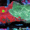 Red-Teal War Coral Favites WYSIWYG aquacultured coral from Pacific East Aquaculture
