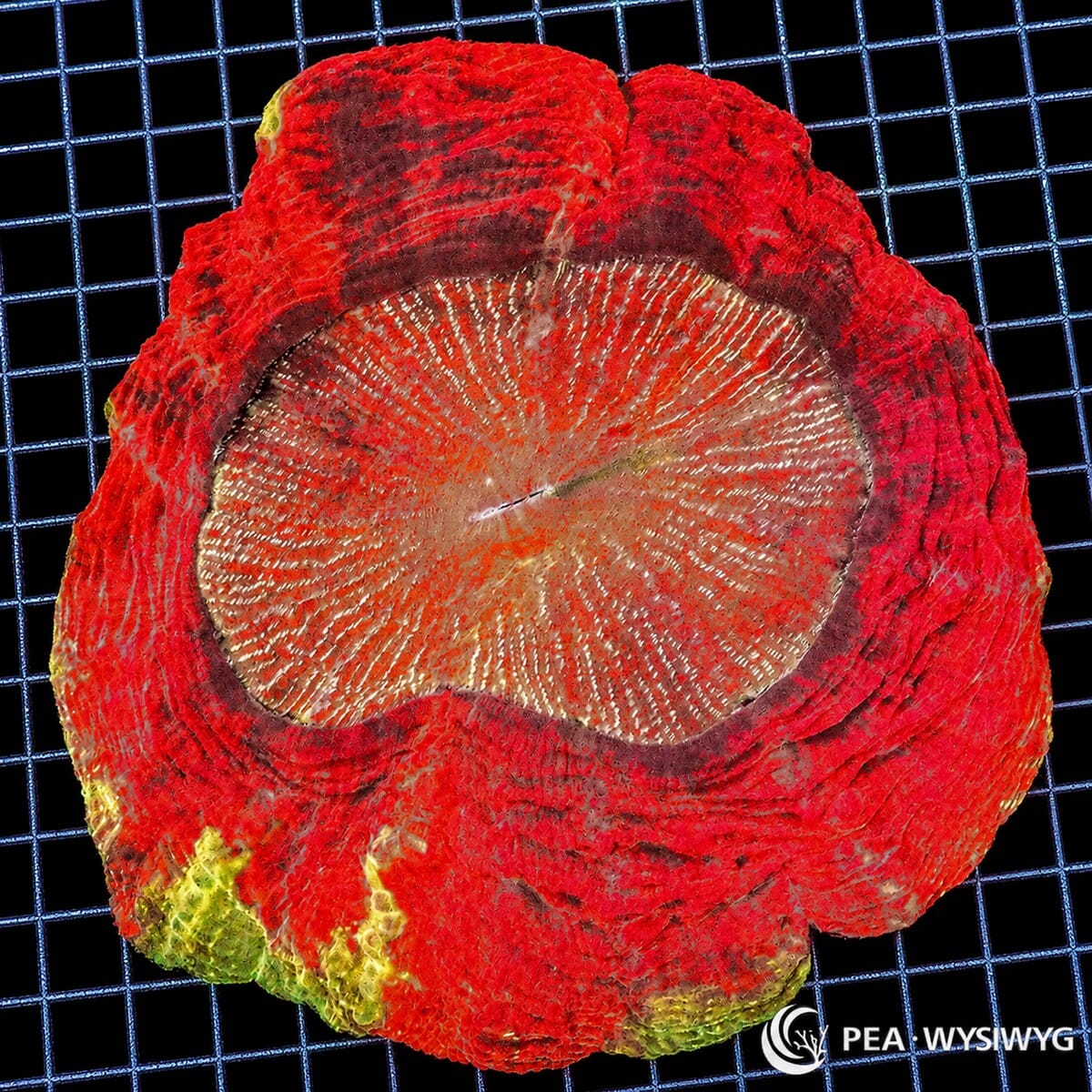 Red Ultra Acanthophyllia LPS coral colony WYSIWYG with bright red tissue and pale center