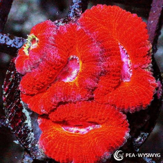 Red Velvet Acan Lordhowensis Micromussa lordhowensis WYSIWYG coral with rich crimson-red fleshy polyps and warm orange-pink highlights