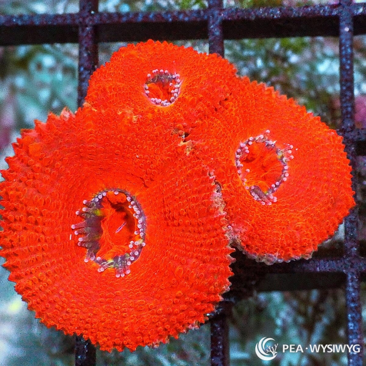 Red Velvet Acan Lord Micromussa lordhowensis WYSIWYG LPS coral frag with bright red-orange fleshy polyps