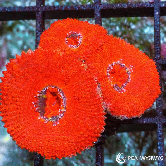 Red Velvet Acan Lord Micromussa lordhowensis WYSIWYG LPS coral frag with bright red-orange fleshy polyps