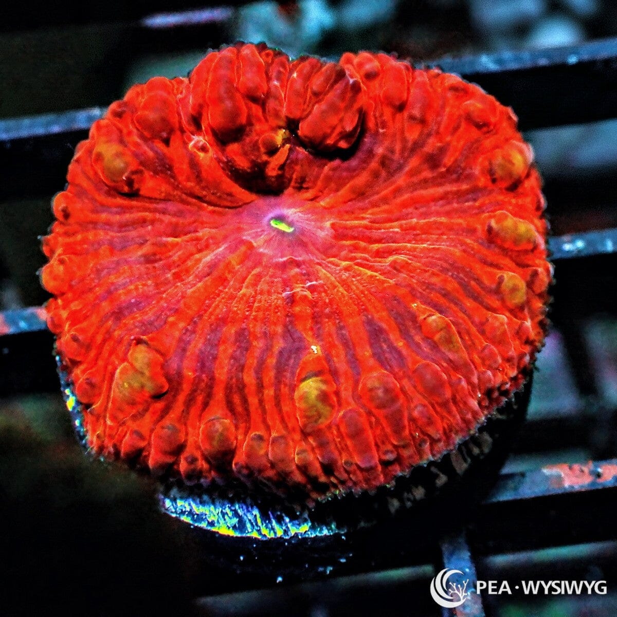 Red Velvet Blastomussa Wellsi Blastomussa wellsi WYSIWYG Premium Frag with intense velvet red fleshy polyps and contrasting radial coloration.