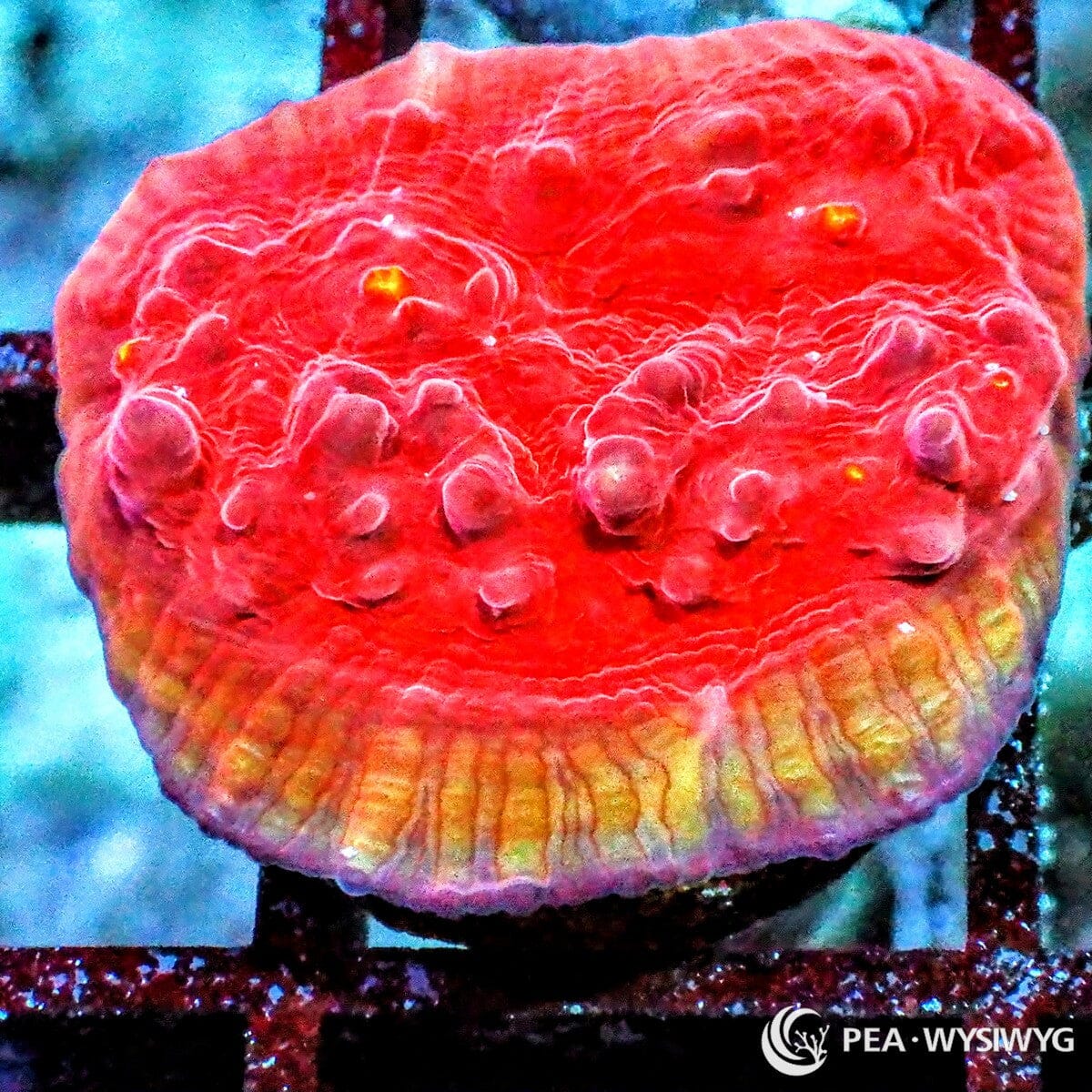 Red Velvet Chalice Coral Echinophyllia sp. WYSIWYG LPS coral with red tissue, golden-orange rim, and glowing eyes