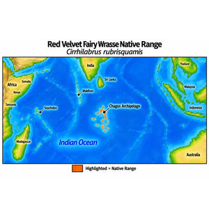 Native range map of Red Velvet Fairy Wrasse (Cirrhilabrus rubrisquamis), highlighting its restricted native distribution in the Chagos Archipelago of the central Indian Ocean.