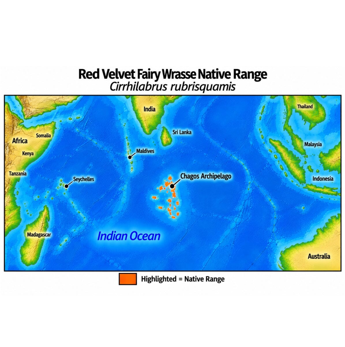 Native range map of Red Velvet Fairy Wrasse (Cirrhilabrus rubrisquamis), highlighting its restricted native distribution in the Chagos Archipelago of the central Indian Ocean.