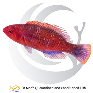 Red Velvet Fairy Wrasse Cirrhilabrus rubrisquamis with deep red body, darker scale markings and reddish translucent fins