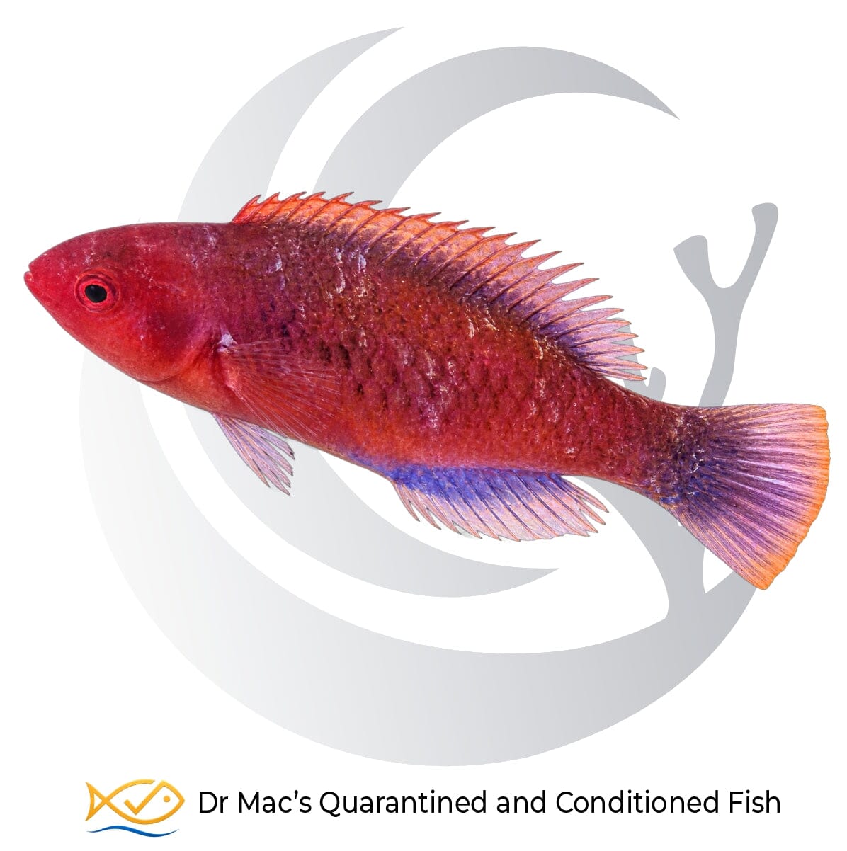 Red Velvet Fairy Wrasse Cirrhilabrus rubrisquamis with deep red body, darker scale markings and reddish translucent fins