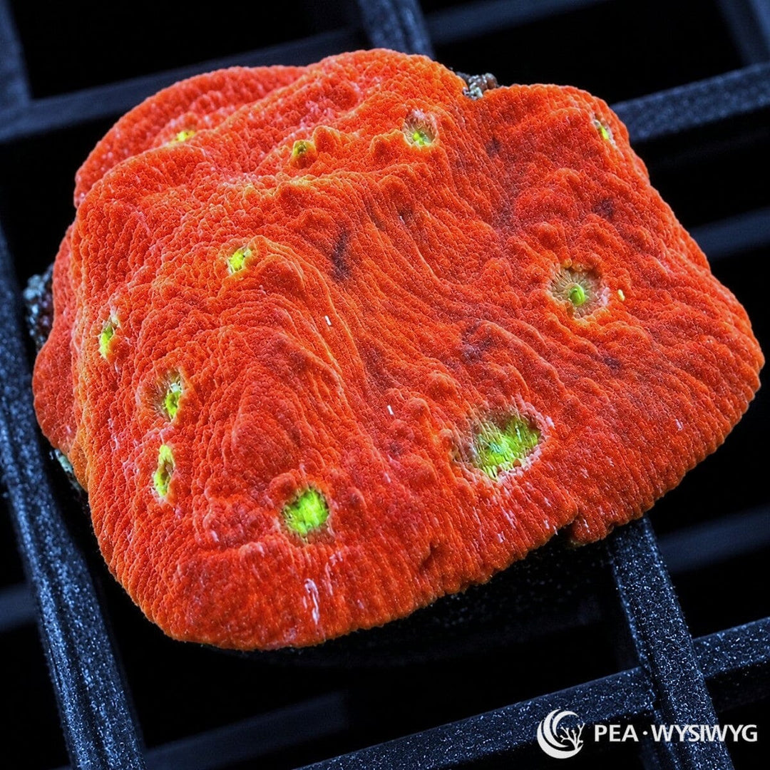 Red Velvety Chalice Echinophyllia sp. coral with vivid velvety red-orange tissue and contrasting fluorescent green corallite centers