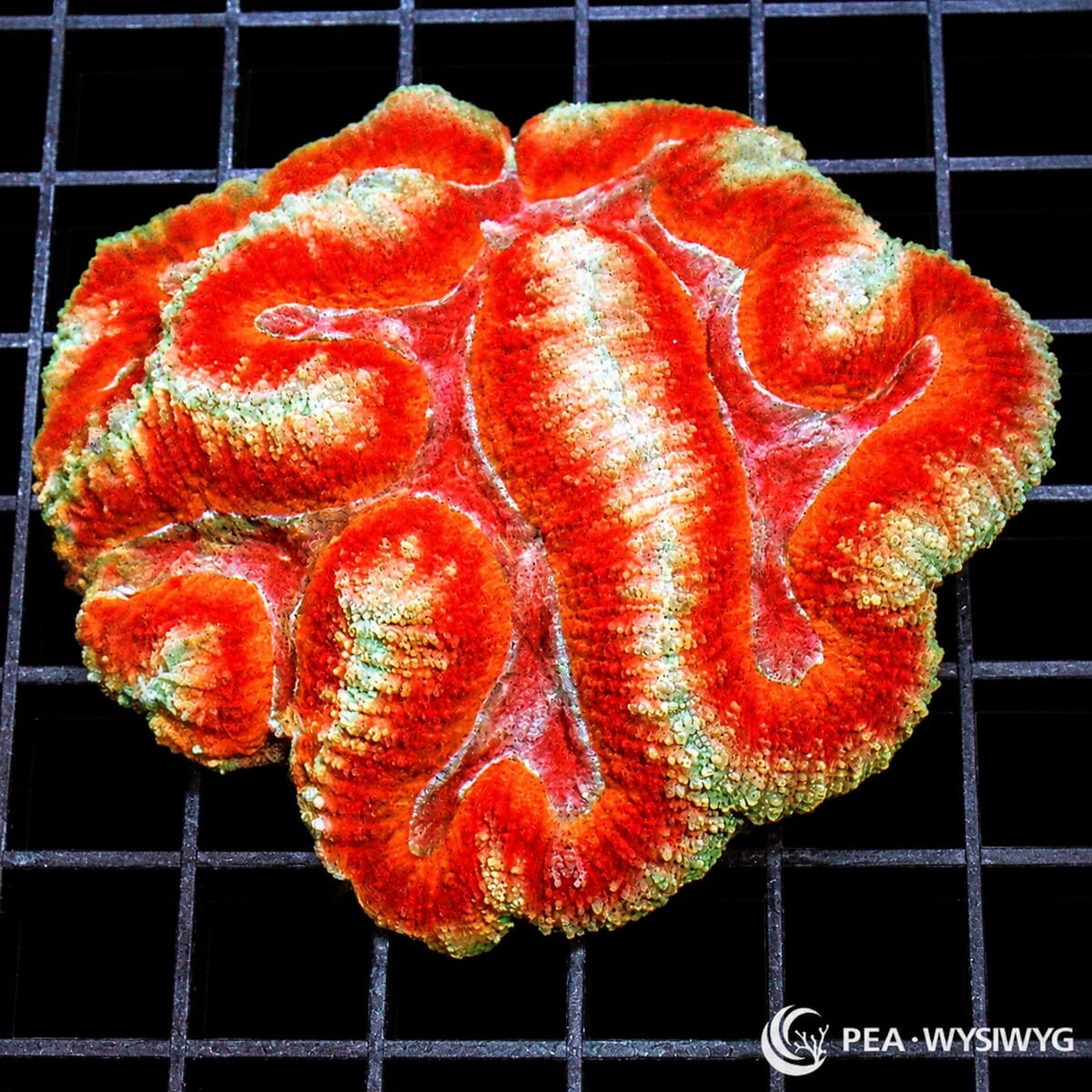 Red Yellow Lobophyllia LPS coral colony WYSIWYG with red orange and pale yellow pattern