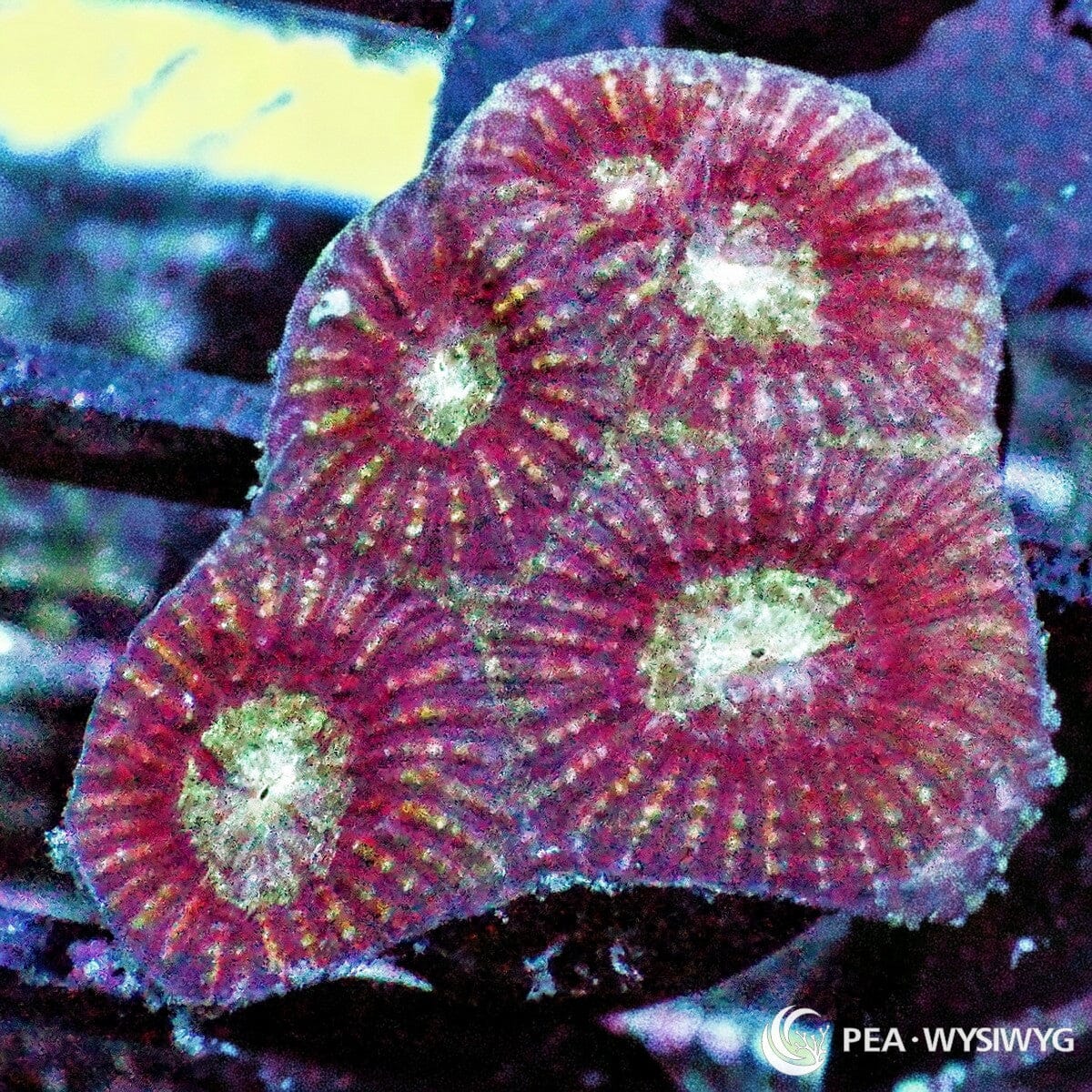 Reddish Favia Dipsastraea sp. WYSIWYG coral with deep maroon-red tissue, pale cream-green centers, and radiating corallite patterns
