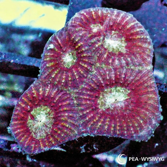 Reddish Favia Dipsastraea sp. WYSIWYG coral with deep maroon-red tissue, pale cream-green centers, and radiating corallite patterns