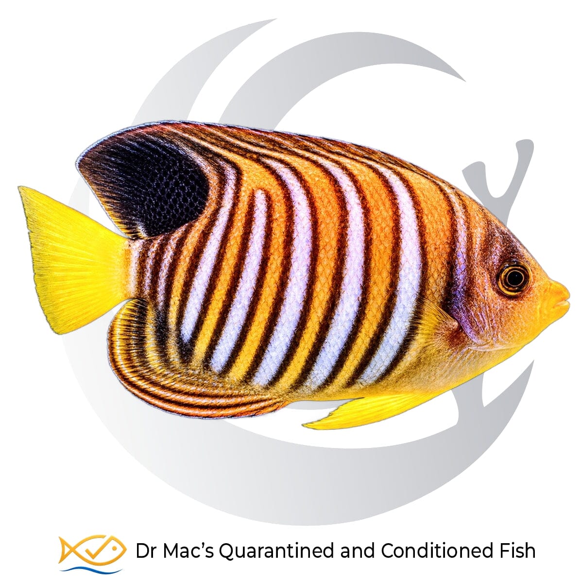 Regal Angelfish Pygoplites diacanthus from Indonesia with orange body, blue-white vertical bands, dark dorsal marking and yellow tail