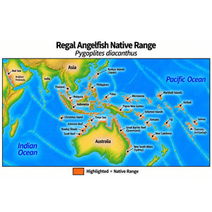 Native range map of Regal Angelfish (Pygoplites diacanthus), highlighting its Indo-Pacific distribution from the Red Sea across Southeast Asia and northern Australia to the Tuamotu Archipelago, north to the Ryukyu Islands and south to New Caledonia.