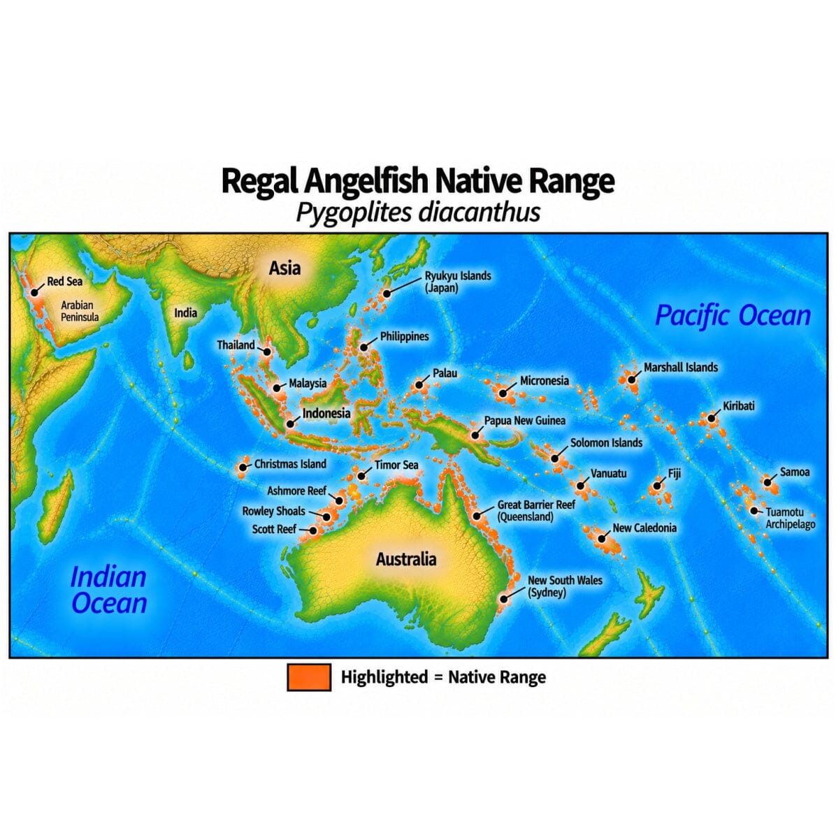 Native range map of Regal Angelfish (Pygoplites diacanthus), highlighting its Indo-Pacific distribution from the Red Sea across Southeast Asia and northern Australia to the Tuamotu Archipelago, north to the Ryukyu Islands and south to New Caledonia.