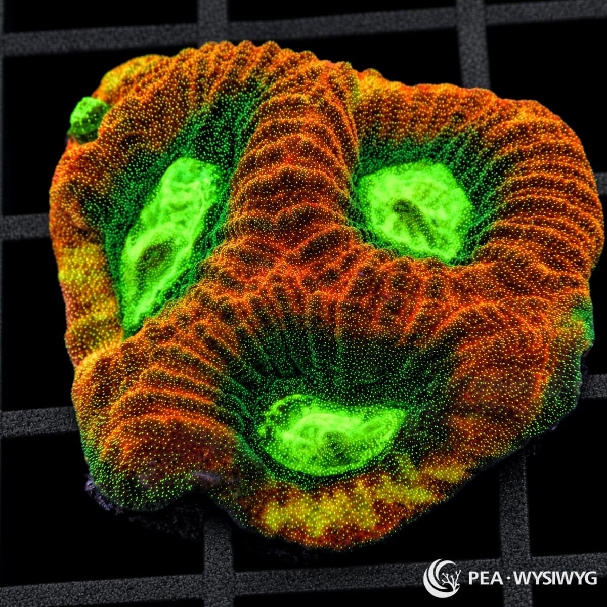 Reverse Prism Favia Dipsastraea sp. coral with orange-red ridges, fluorescent green corallite centers, and vivid green speckling