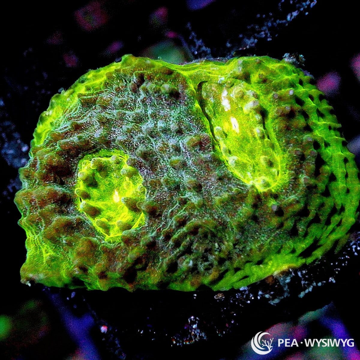 Reverse Watermelon Chalice Echinophyllia sp. WYSIWYG coral frag with neon green tissue, darker mottling, and yellow green glowing eyes