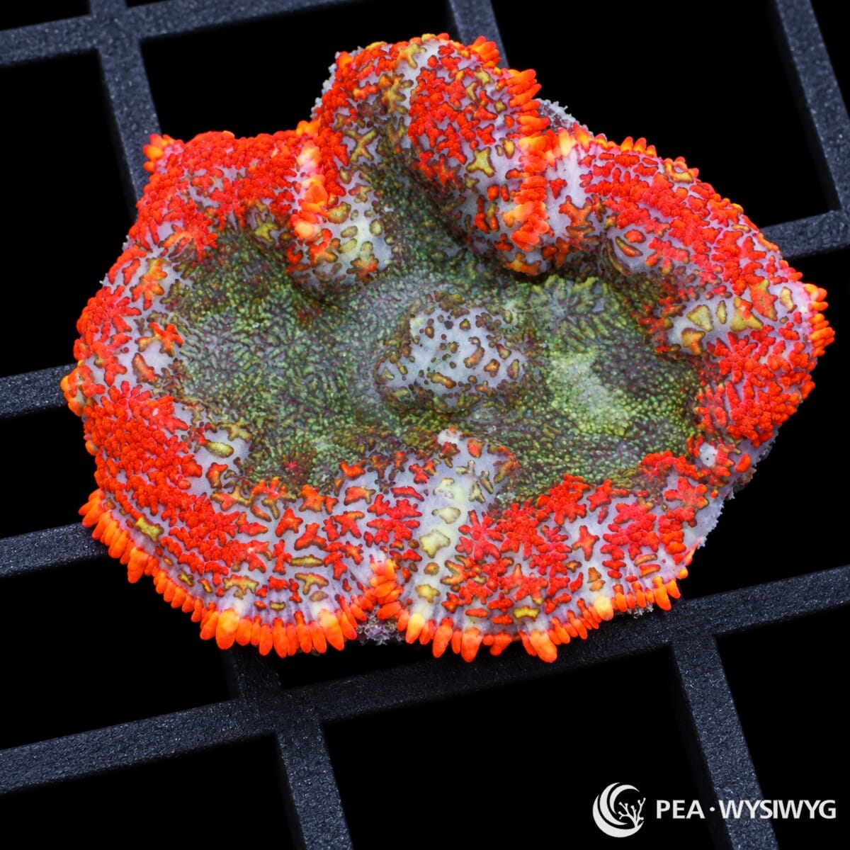 Ring of Fire Rhodactis Mushroom Rhodactis sp. with pale lavender tissue, vivid orange-red pseudotentacles, and green to yellow-green accents