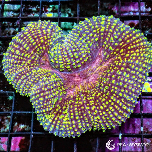 Rose Gold Lobophyllia Lobophyllia hemprichii WYSIWYG LPS coral colony with mauve tissue and bright gold-green speckling