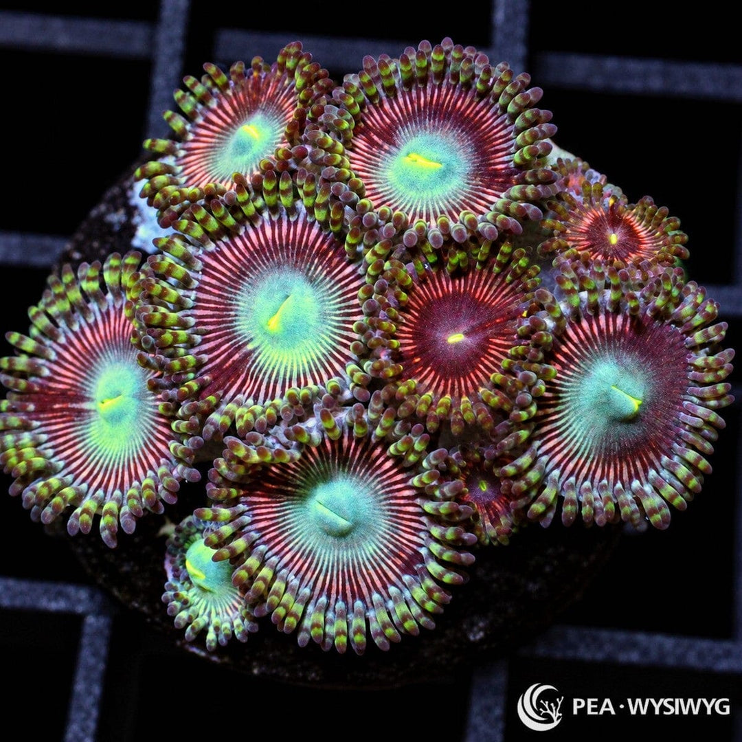 Rose Peony Zoanthids Zoanthus sp. with rose-burgundy striped polyps, pale blue-green centers, yellow-green mouths, and banded skirts