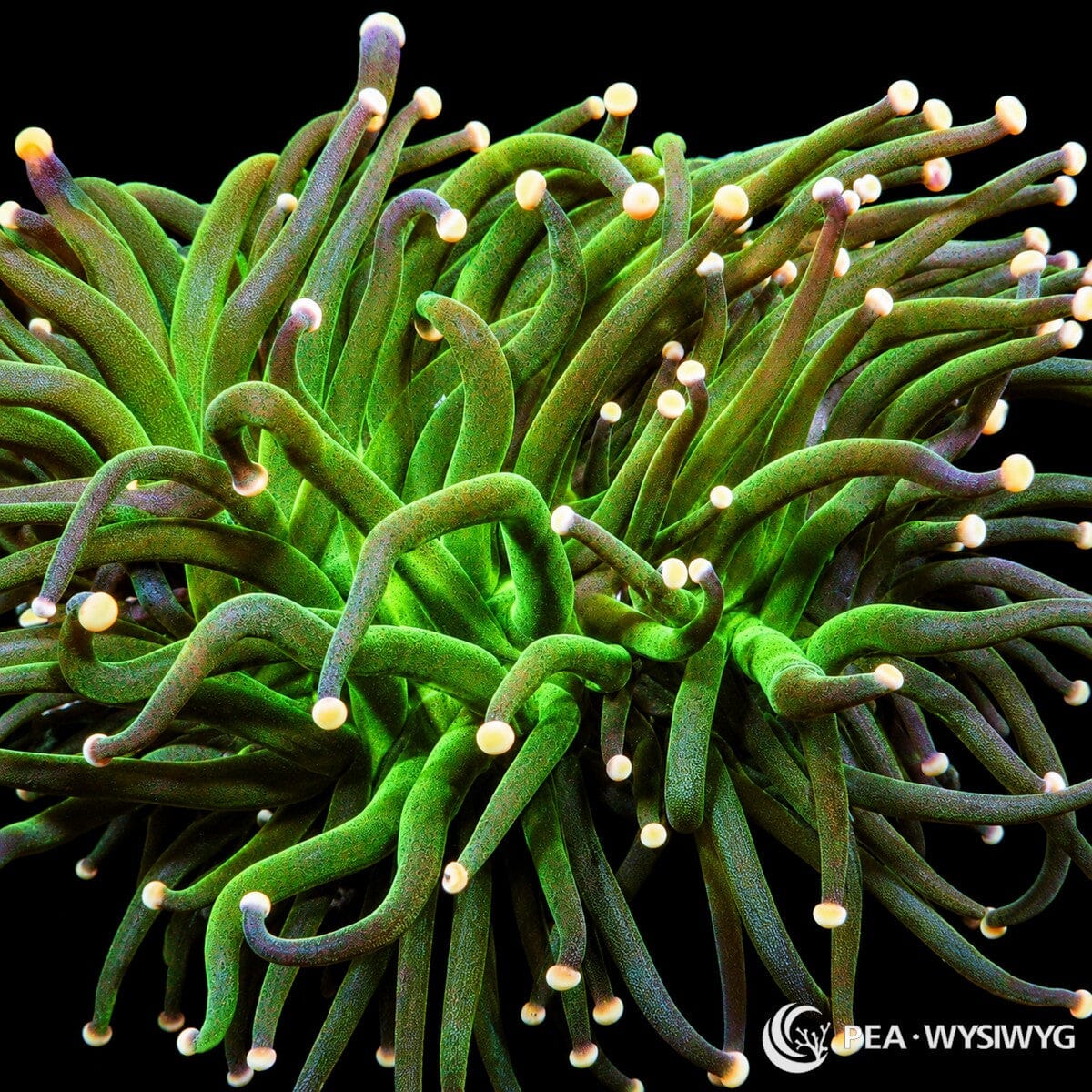 WYSIWYG Rose Tip Torch Euphyllia coral with green tentacles and pale rose-white tips