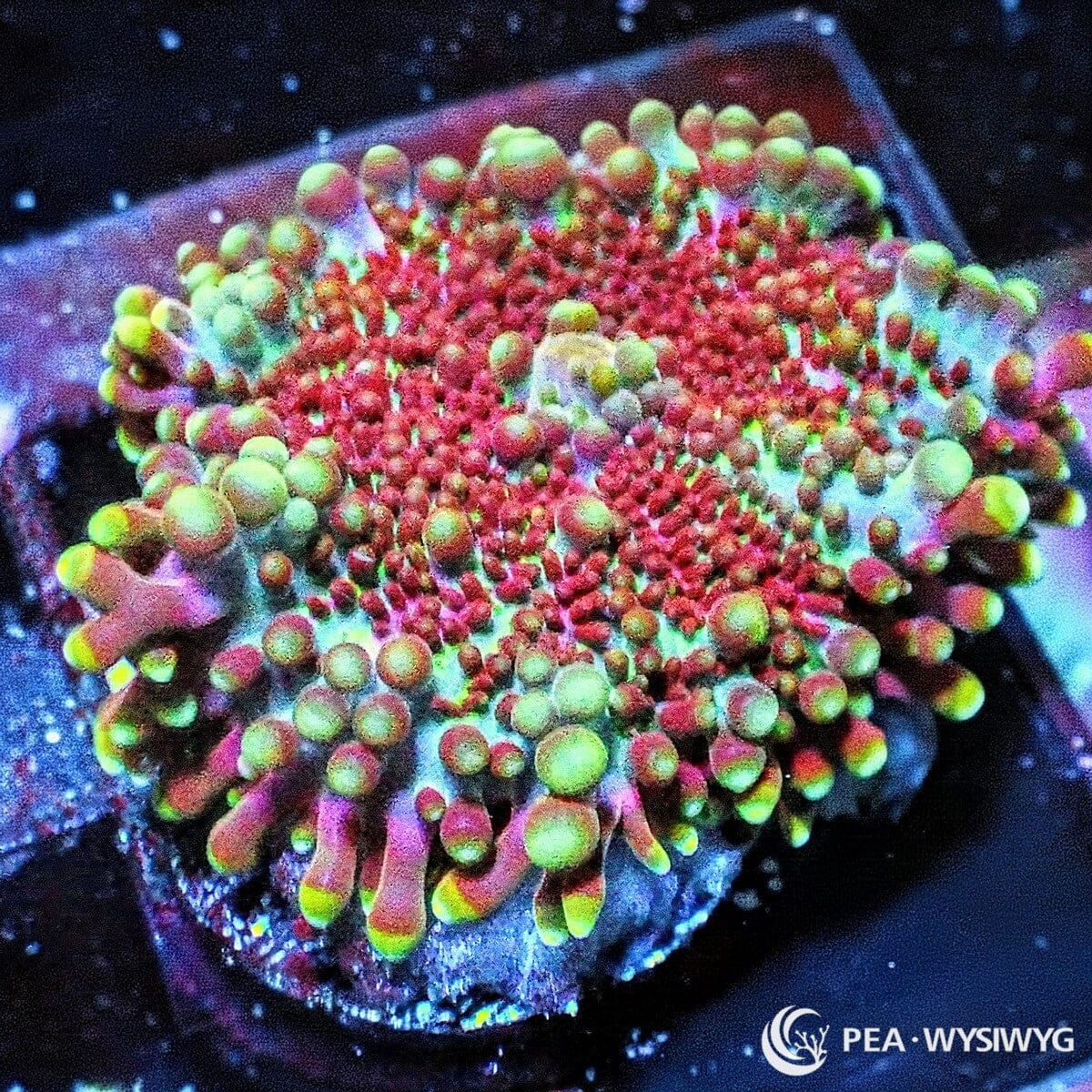 Rosey Ricordea Yuma Ricordea yuma WYSIWYG soft coral frag with red green yellow and pink bubble tips