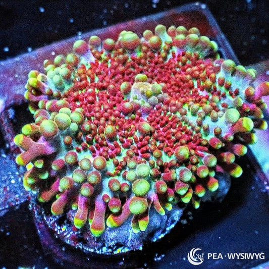 Rosey Ricordea Yuma Ricordea yuma WYSIWYG soft coral frag with red green yellow and pink bubble tips