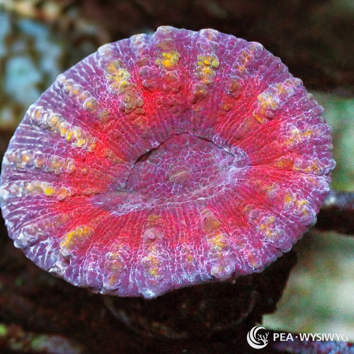 Rouge Lobophyllia Lobophyllia hemprichii WYSIWYG coral frag with rouge red pink tissue, lavender white ridging, yellow gold highlights, and fleshy folded growth