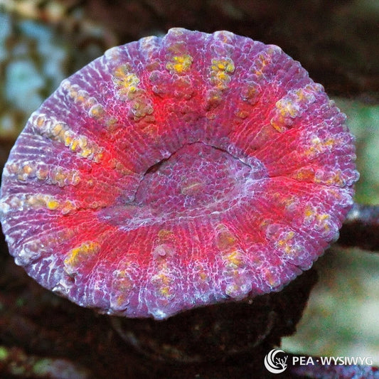 Rouge Lobophyllia Lobophyllia hemprichii WYSIWYG coral frag with rouge red pink tissue, lavender white ridging, yellow gold highlights, and fleshy folded growth