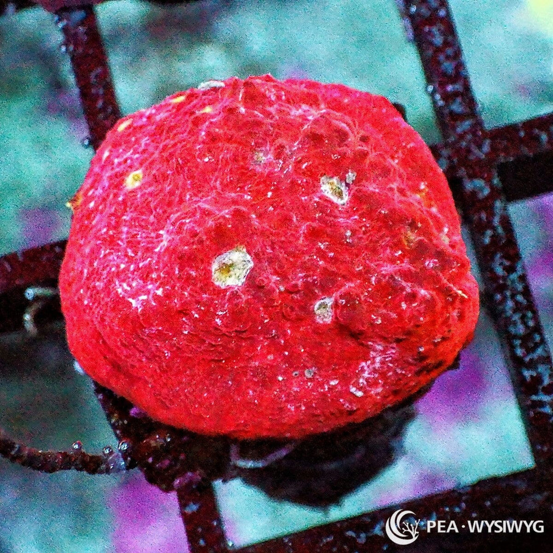 Ruby Chalice coral with deep red coloration and subtle pale eyes, WYSIWYG under $25 LPS coral frag from Pacific East Aquaculture