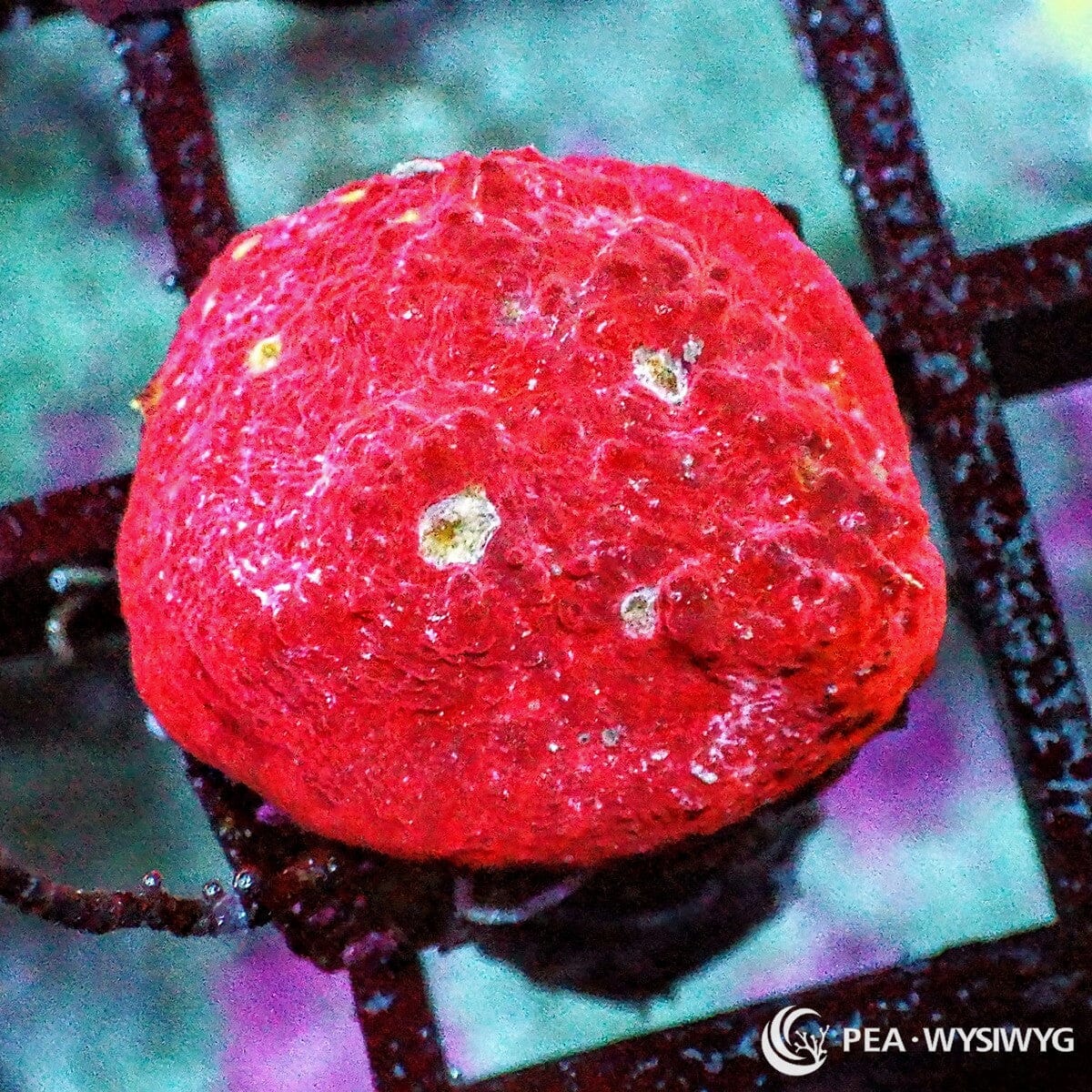 Ruby Chalice coral with deep red coloration and subtle pale eyes, WYSIWYG under $25 LPS coral frag from Pacific East Aquaculture