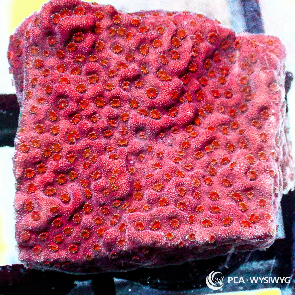 Ruby Encrusting Montipora aquacultured SPS coral with deep ruby red coloration and encrusting growth