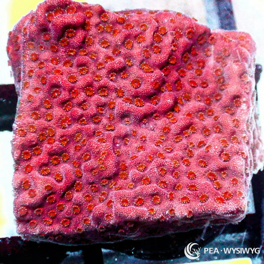 Ruby Encrusting Montipora aquacultured SPS coral with deep ruby red coloration and encrusting growth