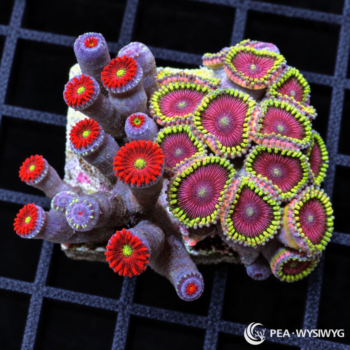 Ruby Grapefruit and Magician Combo Zoanthids Zoanthus sp. WYSIWYG coral frag with red, magenta, yellow-green, and green polyps