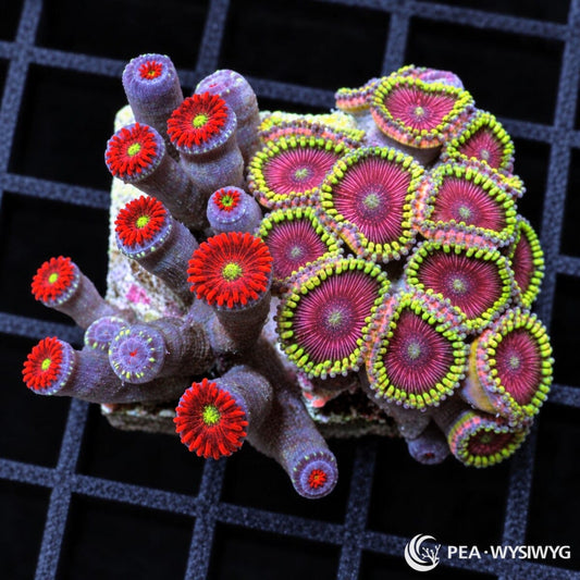 Ruby Grapefruit and Magician Combo Zoanthids Zoanthus sp. WYSIWYG coral frag with red, magenta, yellow-green, and green polyps