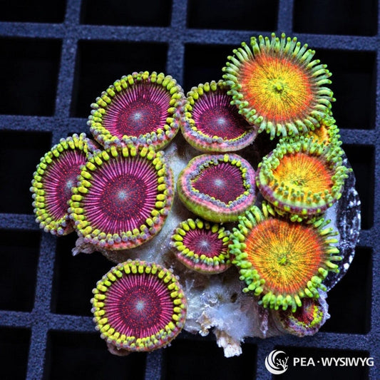 Ruby Grapefruit and Super Tangerine Zoanthid Combo Zoanthus sp. WYSIWYG coral frag with ruby-magenta, orange, yellow, and green polyps