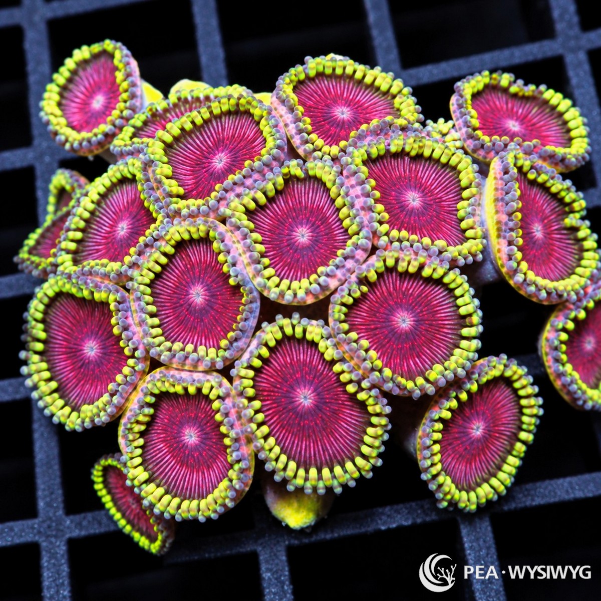 Ruby Grapefruit Zoanthids Zoanthus sp. WYSIWYG coral frag with ruby-magenta centers, pale mouths, purple margins, and yellow-green skirts