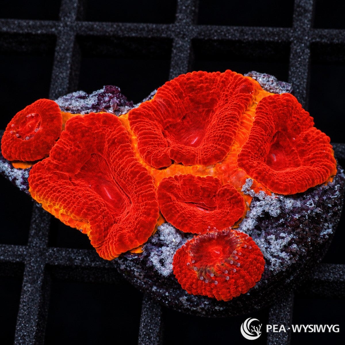 Ruby Lips Ultra Acan Lordhowensis Micromussa lordhowensis with large fleshy ruby-red polyps and warm orange-red base coloration